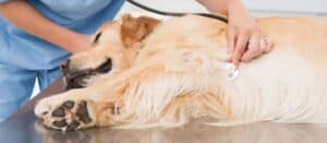 Performing CPR on a Dog
