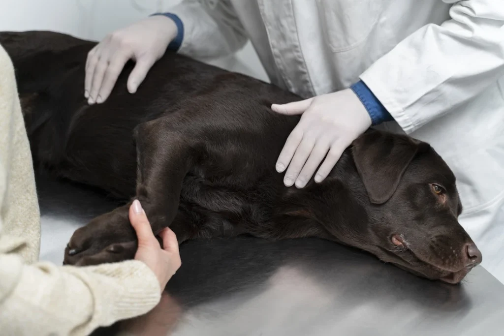Performing CPR on a Dog