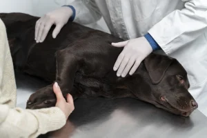 Performing CPR on a Dog