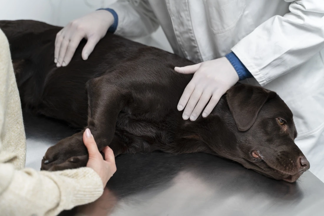 Performing CPR on a Dog